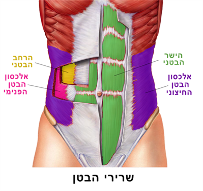 Abdominal_Anat.png