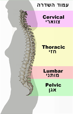 Spinal_column_curvature.png
